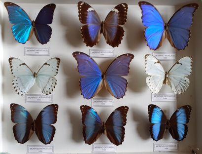 Grande boîte entomologique vitrée comprenant...