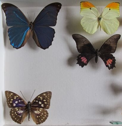 Boîte entomologique vitrée comprenant plus...
