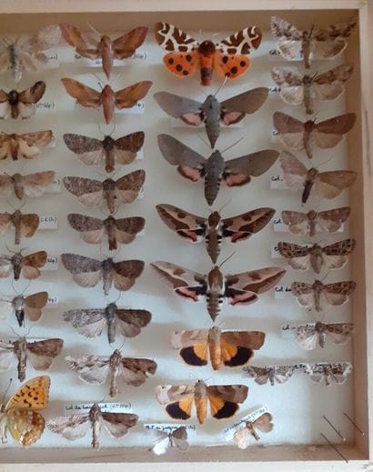 Entomological glass box with more than 50...