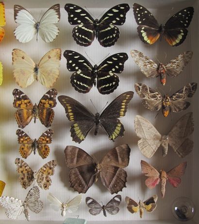 Boîte entomologique vitrée comprenant 26...
