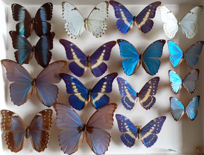 Grande boîte entomologique vitrée comprenant...