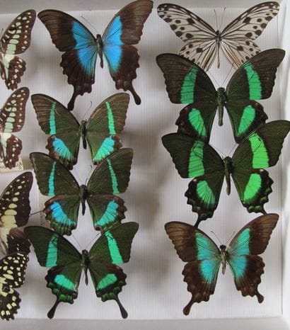 Boîte entomologique vitrée comprenant 15...