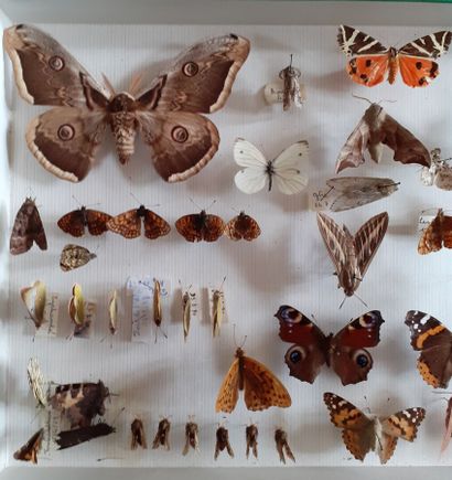 Boîte entomologique vitrée comprenant plus...