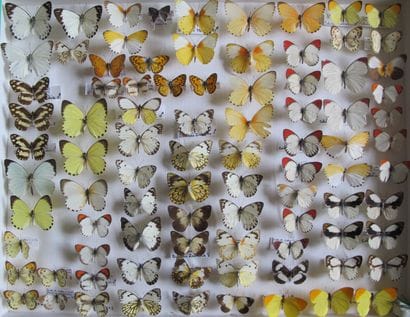 Large glass entomological box with more than...