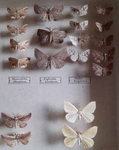Boîte entomologique vitrée comprenant 41...
