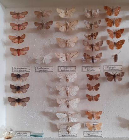 Boîte entomologique vitrée comprenant 48...