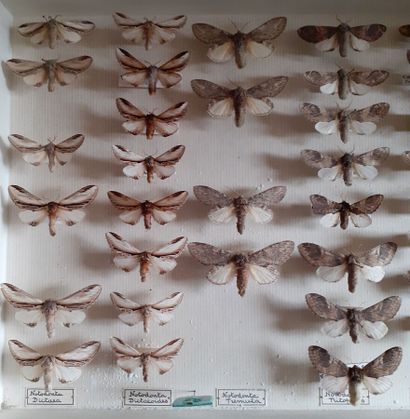 Boîte entomologique vitrée comprenant 46...