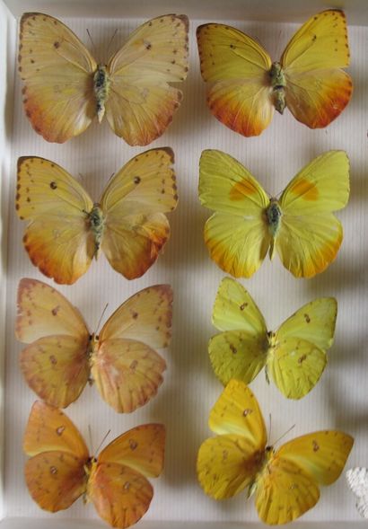 Boîte entomologique vitrée comprenant 26...