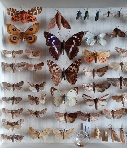 Boîte entomologique vitrée comprenant plus...