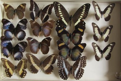 Boîte entomologique vitrée comprenant 15...