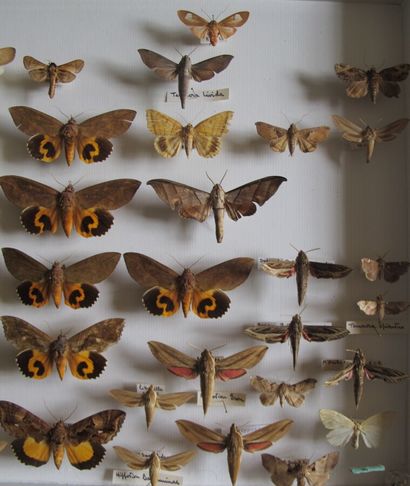 Grande boîte entomologique vitrée comprenant...
