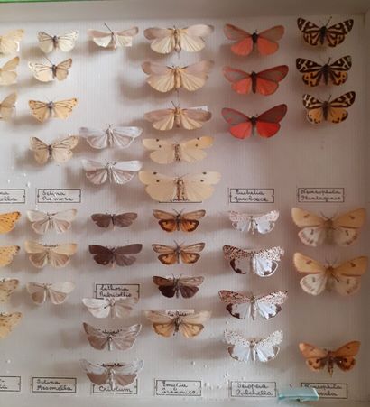 Boîte entomologique vitrée comprenant plus...