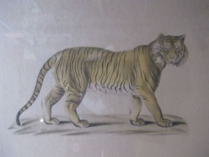 Ecole du XXe siècle

Tigre d'Asie

Peinture...