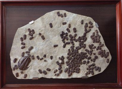 Grande plaque de trilobites

 Ordovicien...