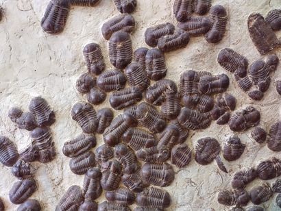 Grande plaque de trilobites

 Ordovicien...
