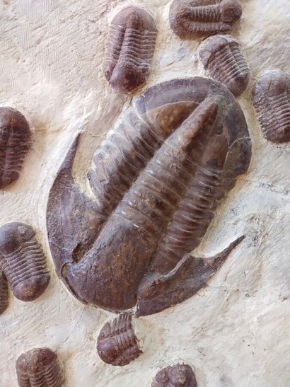 Grande plaque de trilobites

 Ordovicien...