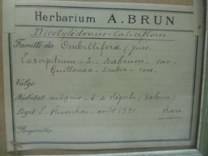 Un cadre vitré contenant une planche d'herbier...