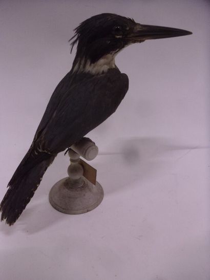 Martin-pêcheur d'Amérique (Megaceryle alcyon)...