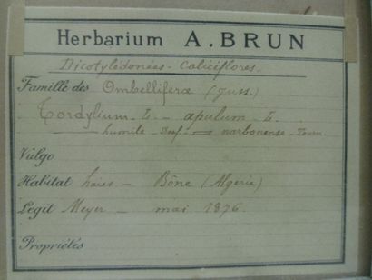 Un cadre vitré contenant une planche d'herbier...