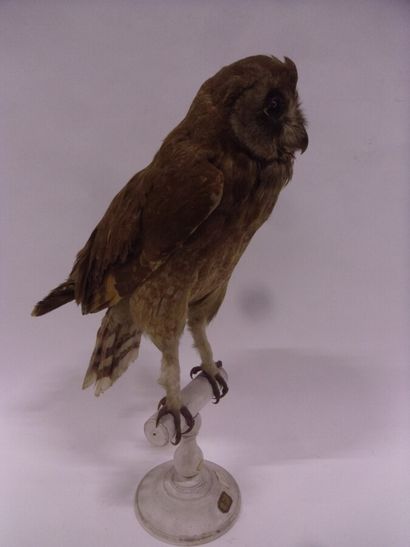 Hibou du Cap (Asio capensis tingitanus) (II/B-CE)...
