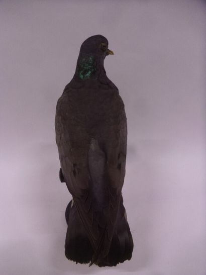 Pigeon colombin (Columba oenas) (CH) : spécimen...
