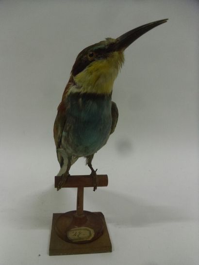 Guêpier d'Europe (Merops apiaster) (CE) :...