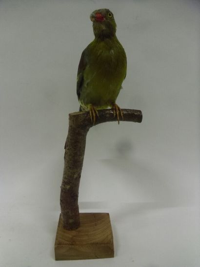 Colombar à front nu (Treron calvus) (NR)...