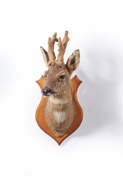Chevreuil d'Europe (Capreolus capreolus)...