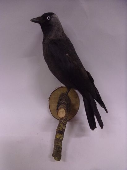 Choucas des tours (Corvus monedula) (CE)...