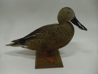 Canard spatule (Spatula platalea) (CH) :...