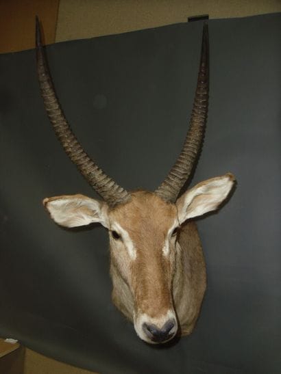 Cob defassa (Kobus defassa) (CH) : tête en...