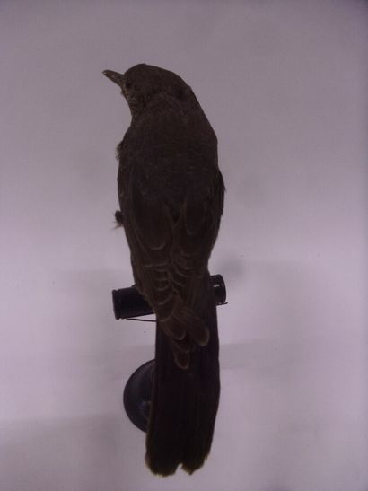 Merle bleu (Monticola solitarius) (CE) :...
