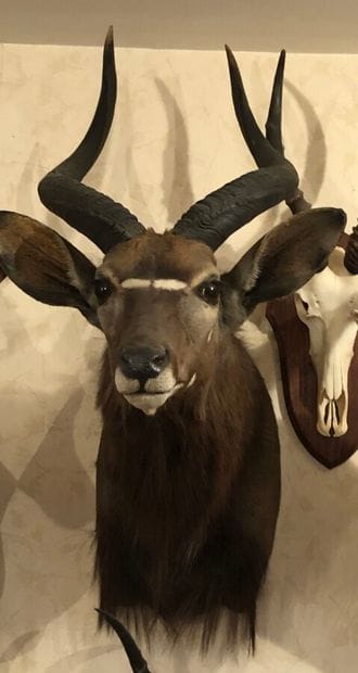 Nyala (Tragelaphus angasi) (CH) : tête en...