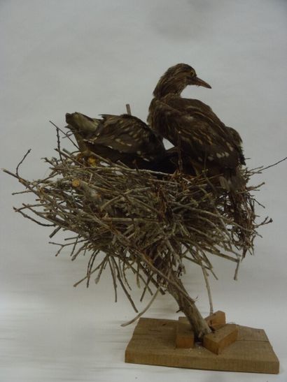 Bihoreau gris (Nycticorax nycticorax) (CE)...