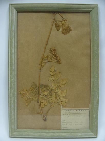 Un cadre vitré contenant une planche d'herbier...