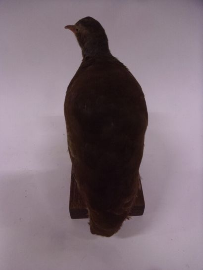 Tinamou à petit bec (Crypturellus parvirostris)...