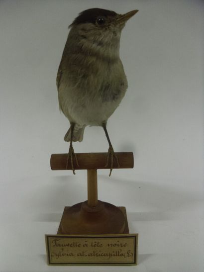 Fauvette à tête noire (Sylvia atricapilla)...