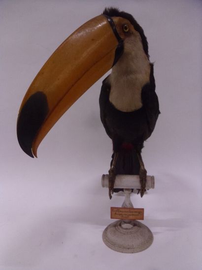 Toucan toco (Ramphastos toco) (II/B-CE) pré-convention...