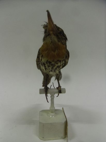 Tamatia tamajac (Nystalus maculatus) (NR)...