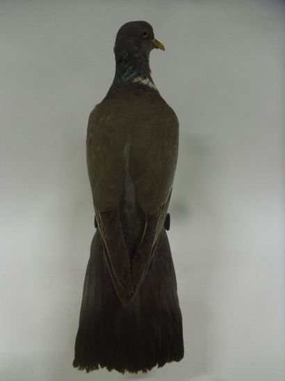 Pigeon ramier (Columba palumbus) (CH) : spécimen...