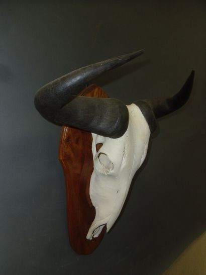 Gnou bleu (Connochaetes taurinus) (CH) :...
