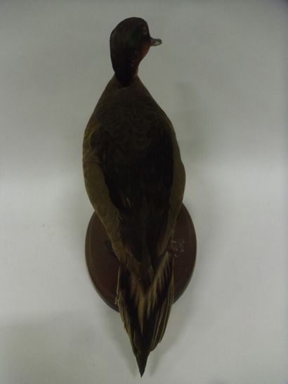 Canard carolin (Aix sponsa) (D) X Sarcelle...