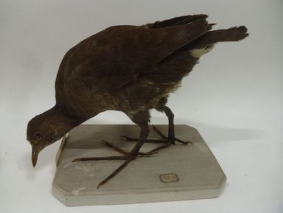 Poule d'eau (Gallinula chloropus) (CH) :...