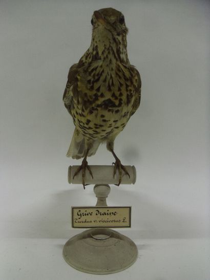 Grive draine (Turdus viscivorus) (CH) : spécimen...