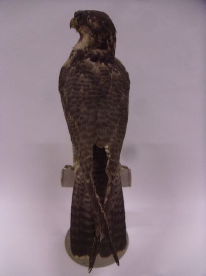 Faucon pèlerin (Falco peregrinus) (I/A-CE)...
