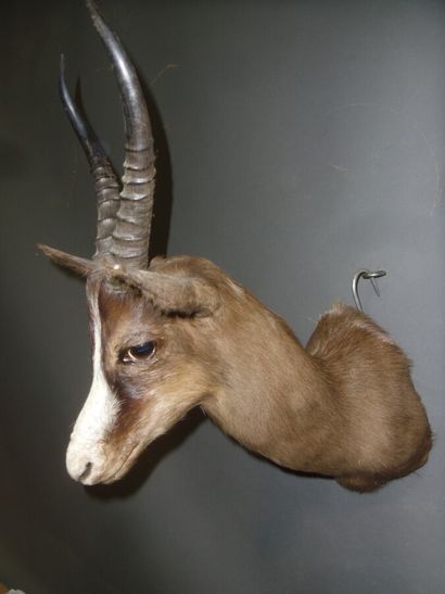 Gazelle springbok (Antidorcas marsupialis)...