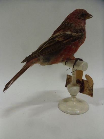 Roselin rose (Carpodacus roseus) (NR) : spécimen...