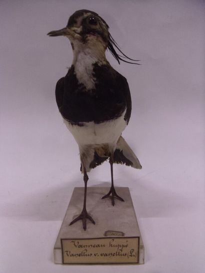 Vanneau huppé (Vanellus vanellus) (CH) :...