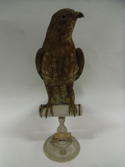 Bondrée apivore (Pernis apivorus) (II/A-CE)...