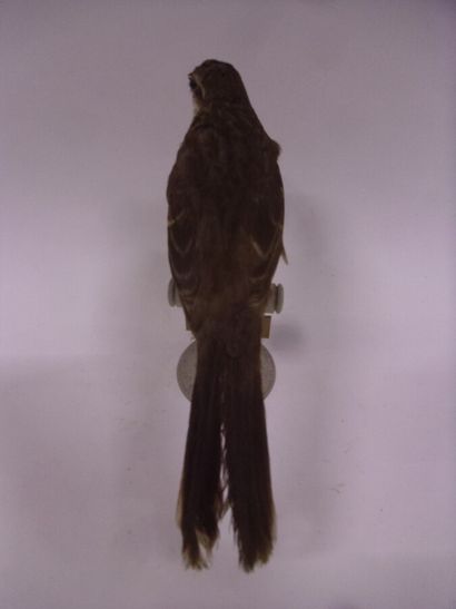 Moqueur plombé (Mimus saturninus modulator)...